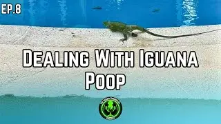 Ep. 8 - Iguana Poop: Prevent Health Risks & Damages