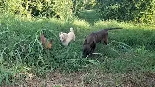 The Chihuahua is a sensitive dog, and becomes fearful and depressed if neglected or abused.
