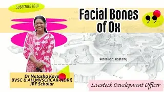 Facial Bones of Ox| Osteology| Veterinary Anatomy #anatomyveterinary #anatomyvideos