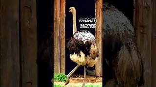 Ostriches cannot FLY because of their Weight