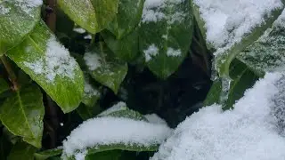 Laurowiśnia zimą w ogrodzie 