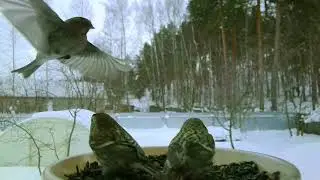 Common Redpolls, Common Redpoll #birds