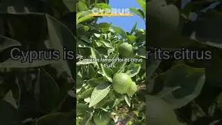 #cyprus  in facts: #citrus  #fruit s