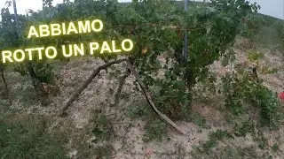 Abbiamo rotto un palo😞-Vendemmia Dolcetto