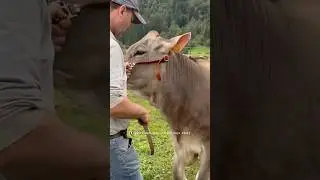 Festa dell'Agricoltura Pejo Italy