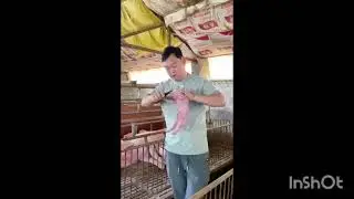 BEGINNERS GUIDE TO PIG FARMING
