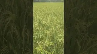 Mulai Rampak  Blok Sadang #kampung #kampungkita #kampunghalaman #kampungindah