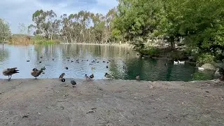 Parque de los patos🦆