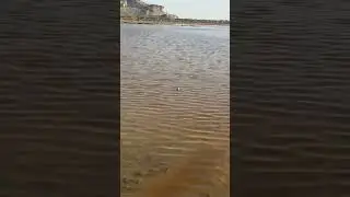 ترکیب این رنگ با ساحل زرد و آسمان آبی، منظره&zwnj;ای می&zwnj;سازد که فقط چند نمونه مشابه در جهان دارد