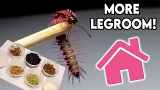 Creating my Pink Dragon Millipedes home [DESIGN]