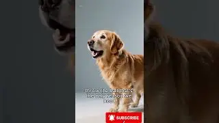 🐱🐶Philosopher Cat vs Playful Dog🐱🐶 Absurd AI Comedy #ai #mindofai #absurdcomedy #funnyanimals