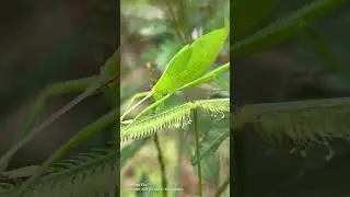 Katydid