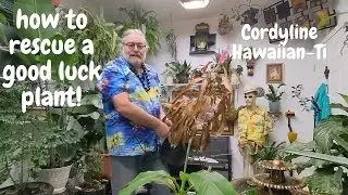 Turning a Dying Good Luck Plant into a Flourishing Legacy!