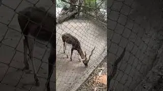 Patna Zoo #shorts #trending #short feed #bihar #india