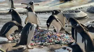 Penguins delight in painted pebbles at Edinburgh Zoo | AFP
