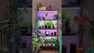 Grow Lights for my Rack #Shorts #plants