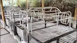 Assam pig farm // Farrowing crate pig farm house design in assam