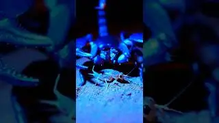 The Emperor Scorpion (The Pincers).