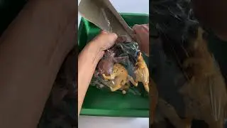 UNBOXING satisfying animal toys #unboxing #toys #asmr