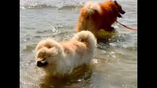 Doggy Beach in Lignano