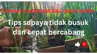 Cara tanam daun bawang sisa dapur