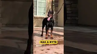 Danua (Great Dane) vs Doberman