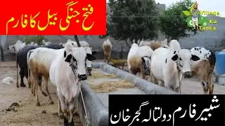 Worlds Most Beautiful Bulls | fateh Jang Bulls  | Shabbir Farm Dotala Gujarkhan | Village ka Tadka