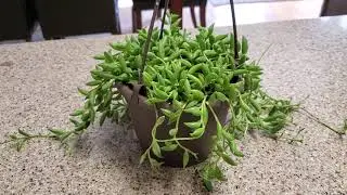 STRING OF BANANAS PLANT | DONNA JOSHI