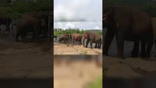 This Elephant Family Moves Like One Heartbeat | Peaceful_Tranquil