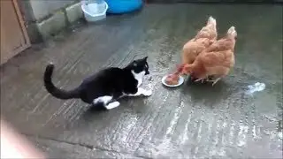 Ultimate Funny Cat Fail/Win Compilation