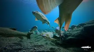 Barbus plebejus underwater