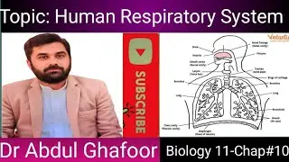 Human Respiratory System|| Biology 11||New National Curriculum 2025||Dr Abdul Ghafoor