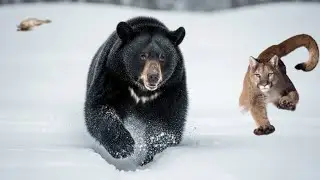 Ele carrega ursos negros em retirada | O PUMA DO NORTE não cederá sua matança aos ursos pardos!