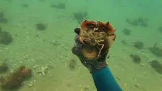 Port Phillip Bay - Winter Scallops And Balmain Bug