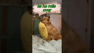 This dog LOVES pillows ❤️ #shorts #doglover