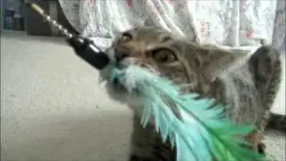 Wild Savannah Cat Attacking Bird