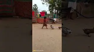 duck attacks girl funny video #shorts #youtubeshorts #viral #funny #funnyvideo #duck
