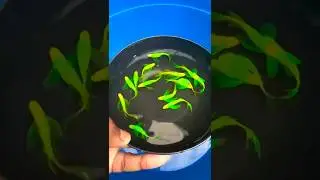 Veiltail zebra fish. A1 quality #zebrafish #veiltail #aquariumlover #plantedtank #gardenandaquarium