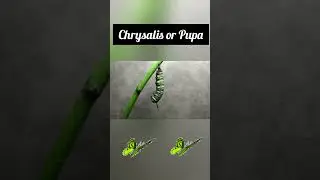 Life Cycle of Butterfy🦋🦋🦋/#butterfly #science #shorts #lifecycle