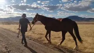 Come Walk with Sundance and Chinook | BlueFeather Horse Sanctuary and Misfit Mustangs