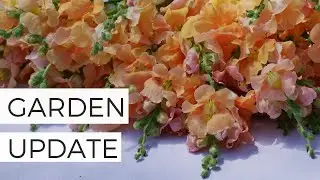 Update: Light Apricot Chantilly Snapdragons and More!