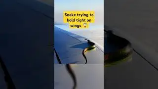 Snake trying to hold itself on the wing 😱 | python on aeroplane | #snake #python #shorts