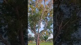 South Florida,July 2025,Walking Path,Tree,Lake,Pristine Conditions,Dusk