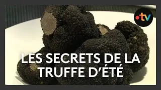 Les secrets de la truffe blanche d'&eacute;t&eacute;