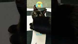Nobody likes this black cat#funnyshorts #pets #cute #love