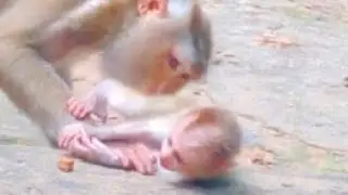 Libby monkey kissing her kid very lovely, Leo baby |Nature BABY