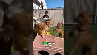 Dog Safety First: Meet Oakley and Lucy at Daycare