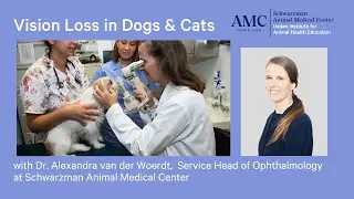 Vision Loss in Dogs and Cats