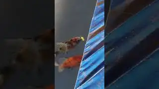 Dooars Utsav #fish #fishing #aquarium