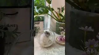 #cutepetvideos #hamsterland #hamstergram #hamsters #hamstagram #hamsterlife